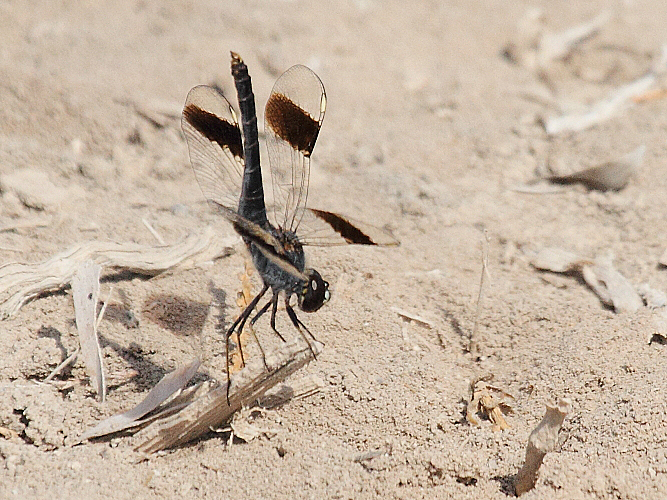 Brachythemis impartita (Northern Banded Groundling) male 3.JPG